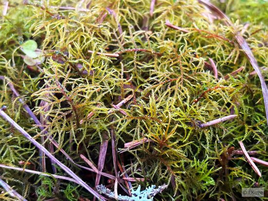 Hylocomiastrum umbratum